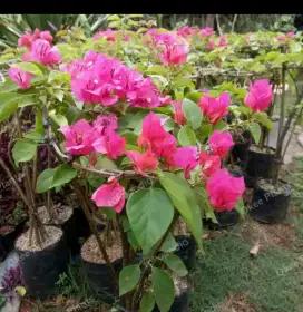 Pohon bunga bugenvil