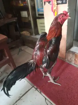 ayam bangkok muda