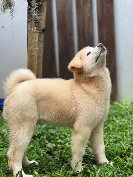 Japanese Akita Inu puppy