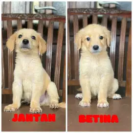 Golden pupies ( jawa timur)