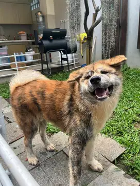 Japanese Akita inu puppy stambum Perkin