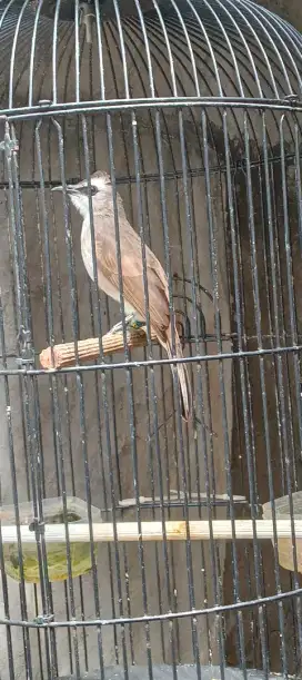 Burung Trucukan