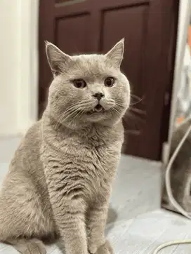 KUCING BRITISH SHORTHAIR BSH LILAC PED INTER