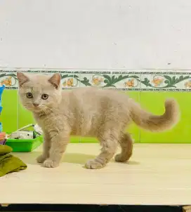 Bsh non ped parent ped Lilac Jantan