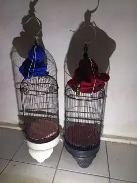 Di jual kandang burung pleci