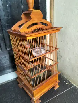 Burung Kolibri ninja  Dacok