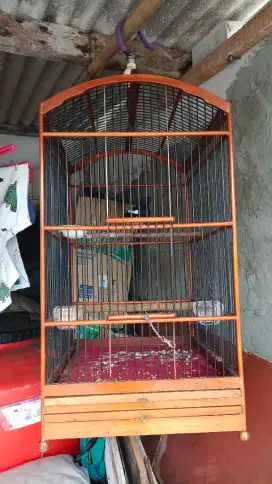Kacer kicau tidak giras