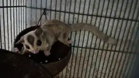 Sugar Glider Jantan Mozaic Proven