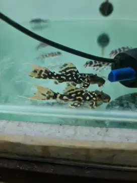 Ikan hias Pleco L series