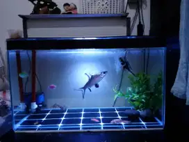 Akuarium Ukuran 60x30x35 Aquarium Ikan