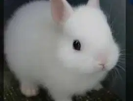 Kelinci anggora