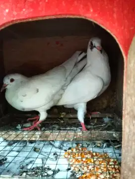 Burung Dara Putih