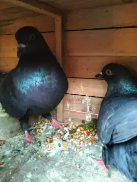 Burung Dara Hitam Polos