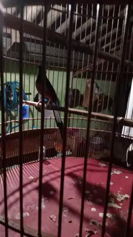 Murai medan ekor 18 bunyi aktif
