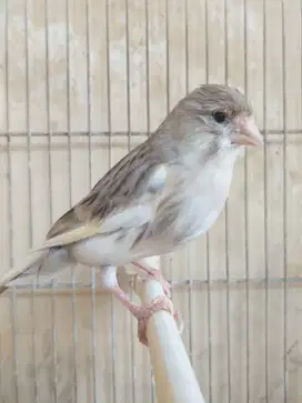 Kenarì Silver Agate x Spanish Timbrado Betina