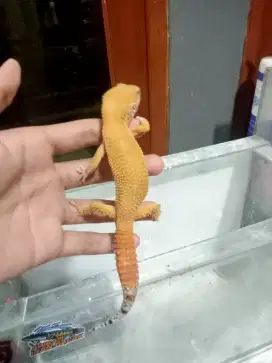 mainan leopard gecko