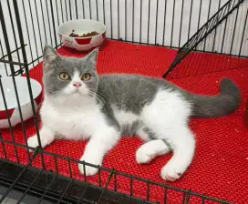 British shorthair