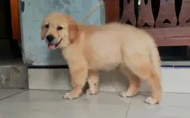 anak anjing golden