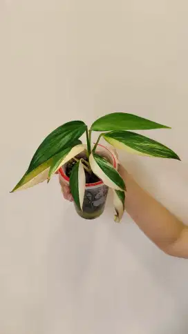 Amplisimum Variegata dengan PON