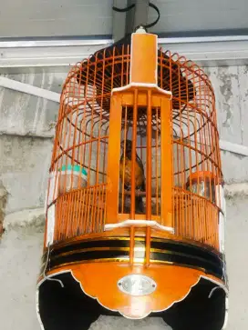 Burung Anis Merah Trotol Jantan Ring RDL (BURJA)