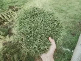 Jual rumput Jepang-jasa penanaman rumput