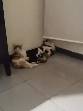 JASA CAT SITTER (SURAKARTA & sekitarnya)