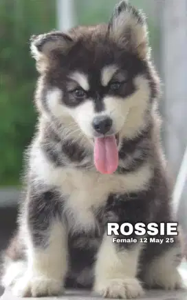 Alaskan malamute hitam betina •ROSSIE•