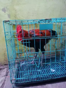 Ayam pelung jumbo