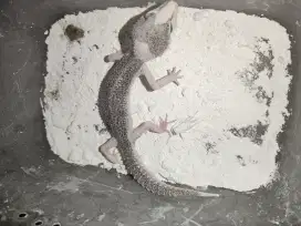 Gecko tokek Pied Jantan Pitak normal sehat