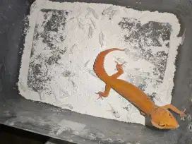 Gecko tokek Sunglow Full CT sehat normal