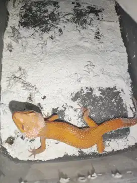 gecko sunglow jantan tokek normal sehat