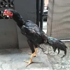 Ayam bangkok khoyngon