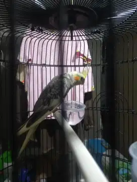 Jual burung Falk jantan