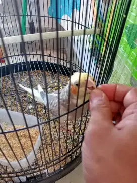 Jual burung Falk jantan