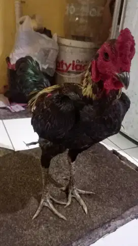 Ayam bangkok tarik dasi