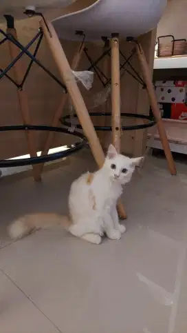 Open adopsi anak kucing