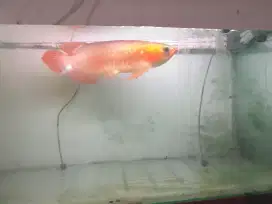 Arowana SR Lengkap