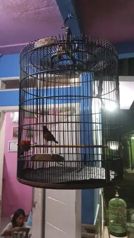 Di jual Burung murai Medan