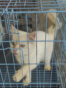 Di jual kucing ras no minus