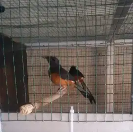 Burung murai sepasang