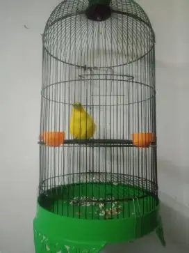 Burung kapondang muda