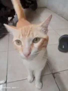 kucing ganteng gemoy lucu uvu