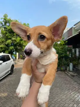 Dijual Puppy Anakan anjing welsh corgi betina female sable white