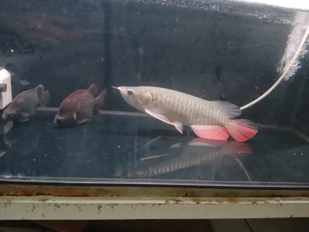 Arwana golden red merah merona