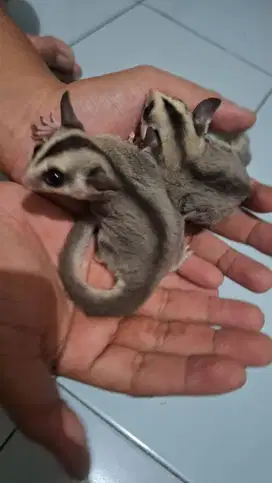 Sugar Glider White Face dan Classic Grey