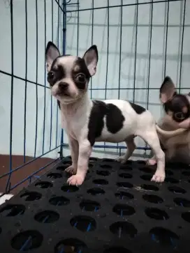 For Booked Chihuahua Stamboom
