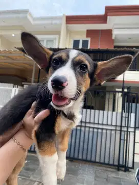 Dijual Puppy Anakan anjing welsh corgi jantan male 3 color black & tan