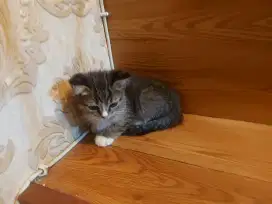 Kucing BSH MIX kitten 2 bulan