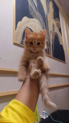 kitten Persia medium