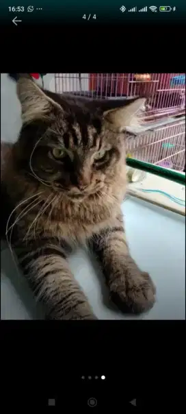 Kucing mainecoon jantan